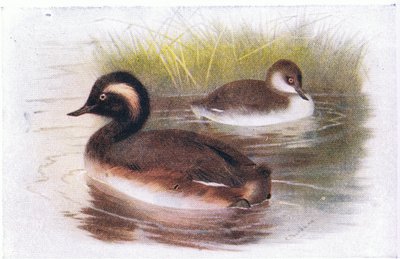 Black Necked Grebe by Archibald Thorburn
